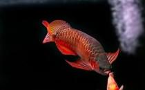 紅龍魚的風(fēng)水學(xué)應(yīng)用-紅龍魚的魚缸擺放位置