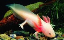 恐龍魚的簡介-恐龍魚怎么樣？