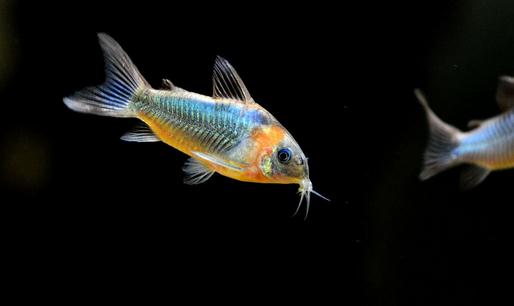 鼠魚(yú)怎么樣？鼠魚(yú)的品種介紹