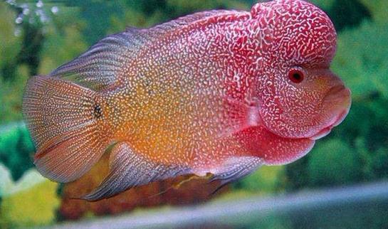 彩鯛的簡介-彩鯛怎么養(yǎng)？