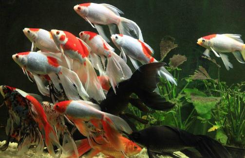 丹頂錦鯉的飼養(yǎng)環(huán)境要怎樣才好？