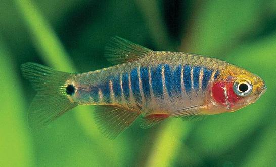 二線藍眼燈魚怎么繁殖？二線藍眼燈魚飼養環境