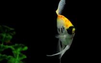 玻璃神仙魚怎么養？玻璃神仙魚的飼養環境