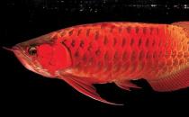 非洲黑龍怎么養？非洲黑龍的飼養環境