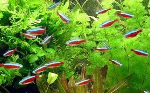 紅綠燈魚(yú)的飼養(yǎng)環(huán)境-紅綠燈魚(yú)怎么養(yǎng)？