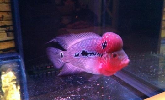 紅運當頭羅漢魚怎么養？紅運當頭羅漢魚價格