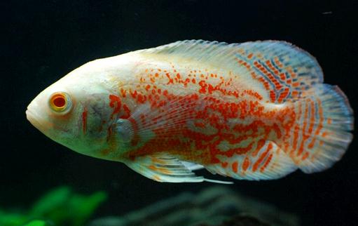 厚子魚的簡介-厚子魚的生長習性