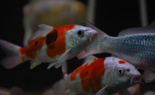 花紋皮光鯉的特征-如何保持錦鯉的體色鮮亮?