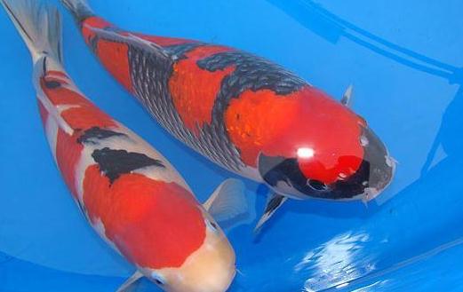 花紋皮光鯉怎么養?花紋皮光鯉的養法