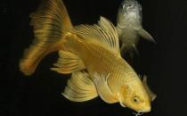 黃金錦鯉怎么養？黃金錦鯉的養殖技巧