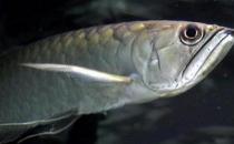 黑帶的飼料有哪些？黑帶的飼養環境