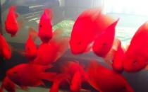 紅元寶魚的壽命-紅元寶魚怎么養？