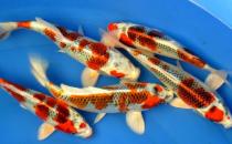 花紋皮光鯉的簡介-花紋皮光鯉有什么簡介？