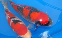 花紋皮光鯉怎么養？花紋皮光鯉的養法