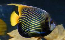 皇后燈的簡介-皇后燈的壽命