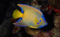 皇后燈怎么養？皇后燈魚的常見病有哪些？