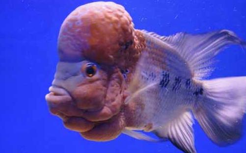 壽星頭怎么養？壽星頭的病害防治