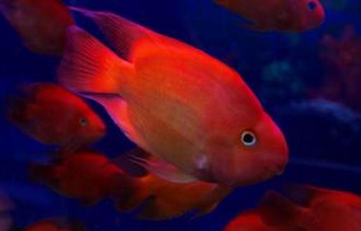 血紅鸚鵡怎么養(yǎng)？血紅鸚鵡的常見病