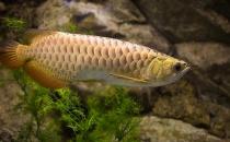 金龍魚怎么養？金龍魚如何飼養？
