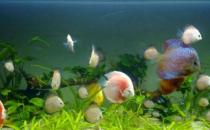 藍帶章魚的簡介-藍帶章魚的外形特征