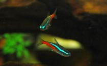 霓虹燈的簡介-霓虹燈魚如何繁殖？