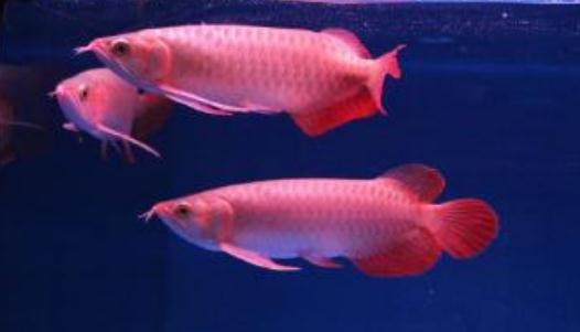 帝王辣椒紅龍魚怎么養?帝王辣椒紅龍魚如何挑選?