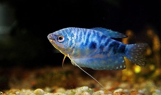 藍龍魚的生存環境-藍龍魚的簡介