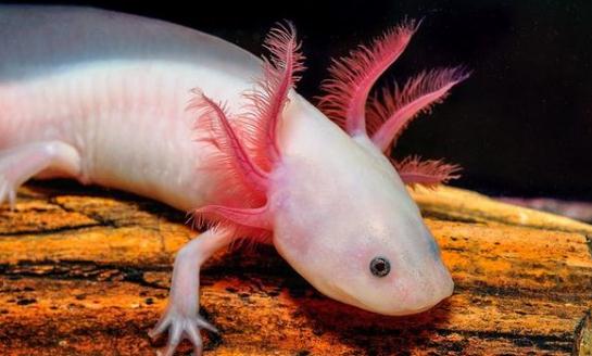 六角恐龍魚吃什么？六角恐龍魚怎么養？