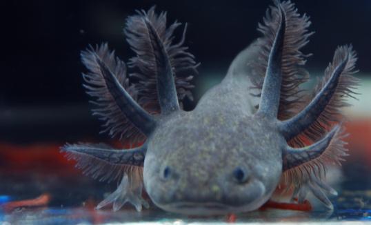 六角龍魚的魚缸怎么布置?六角龍魚的簡介