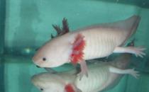 六角龍魚吃什么？六角龍魚怎么養？