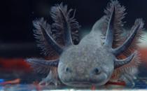 六角龍魚的魚缸怎么布置？六角龍魚的簡介