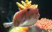 木瓜魚怎么養？木瓜魚的飼養環境