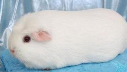 白色鳳冠天竺鼠怎么養？白色鳳冠天竺鼠的歷史