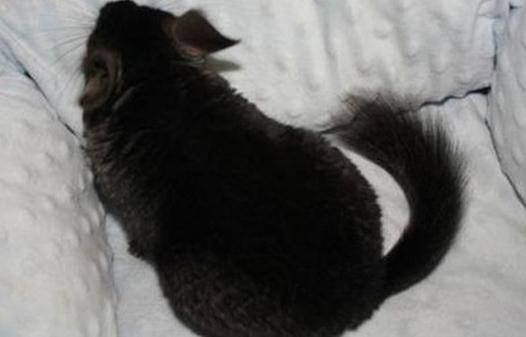 純黑龍貓怎么養?純黑龍貓的常見疾病