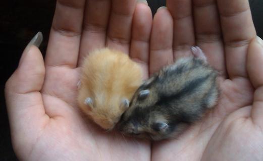 黑線倉鼠怎么養？黑線倉鼠的生長規律