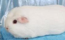 白色鳳冠天竺鼠怎么養？白色鳳冠天竺鼠的歷史