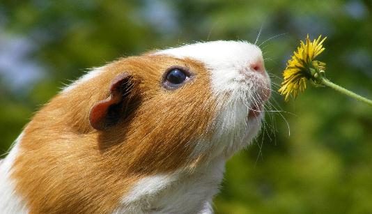 葵鼠怎么養？葵鼠的價格