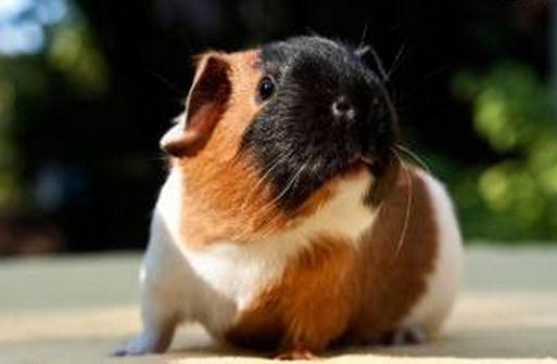 天竺鼠怎么養(yǎng)？天竺鼠的形態(tài)特征