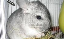 龍貓怎么養？龍貓的特點