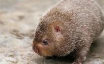 芒鼠的簡介-芒鼠的價值