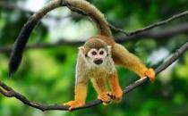 松鼠猴怎么養？松鼠猴的習性