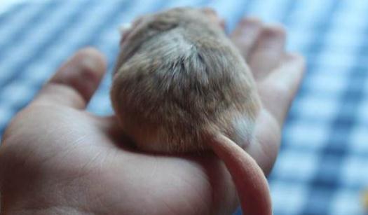 通心粉鼠的簡介-通心粉鼠怎么養？