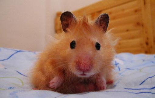 西施熊的特征-西施熊的簡介