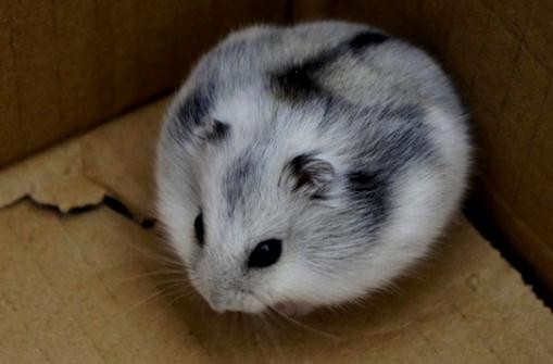 一線倉鼠怎么養?一線倉鼠的喂食要點