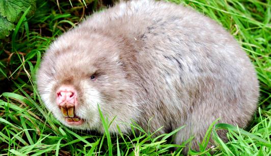 竹鼠怎么養?竹鼠的價值