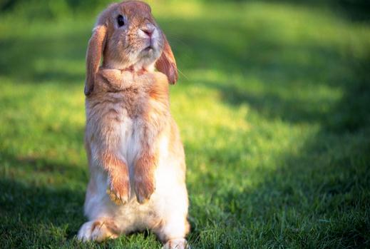 安哥拉兔的產地是哪里？安哥拉兔的價格