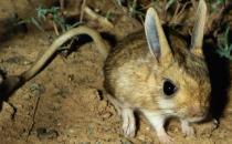 跳鼠的生活習性-現在還有跳鼠嗎？