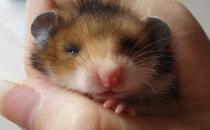 西施熊怎么養？西施熊飼養環境