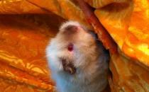 喜馬拉雅天竺鼠怎么養？喜馬拉雅天竺鼠形態特征