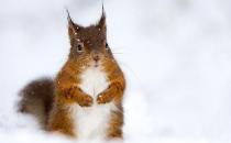 雪地松鼠的簡介-雪地松鼠怎么養？
